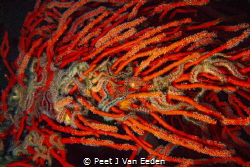 Strangled

Brittle stars interwoven with a palmate sea fan by Peet J Van Eeden 